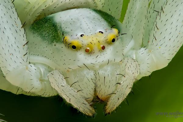 Goldenrod crab spider or Flower (crab) spider (Blomkrabbspindel)