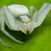 Goldenrod crab spider or Flower (crab) spider (Blomkrabbspindel)