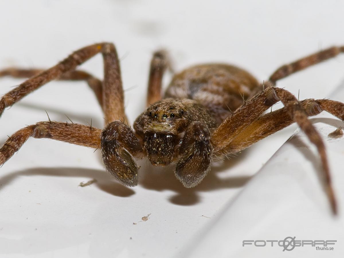 Running Crab Spider