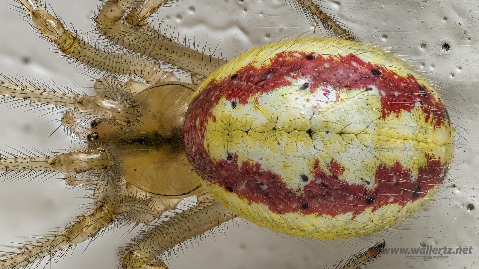 Common Candy-striped Spider (Äggspindel)