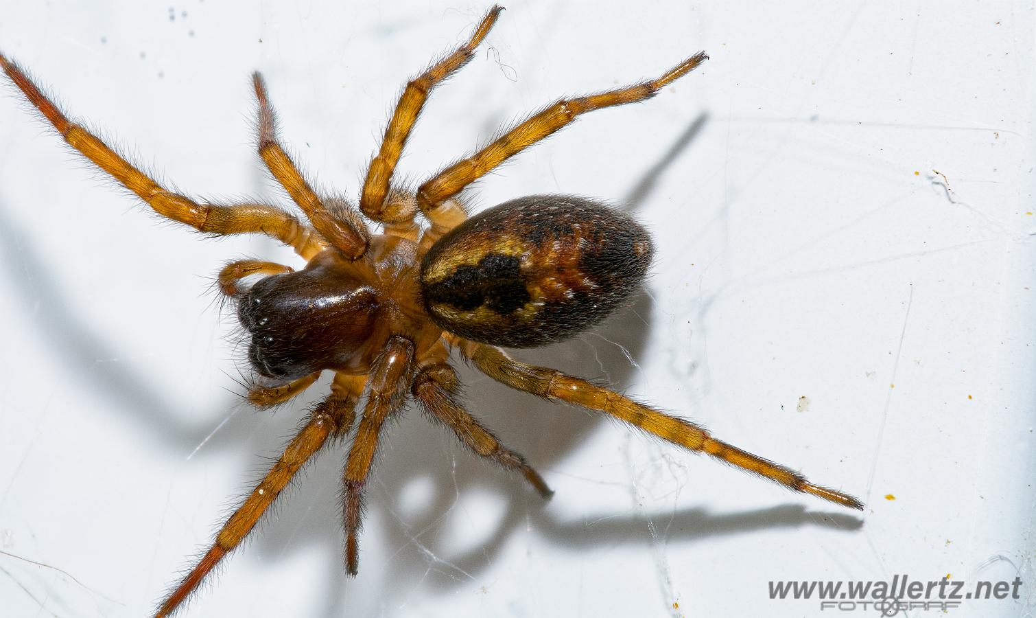 Window spider (Fönsterspindel)