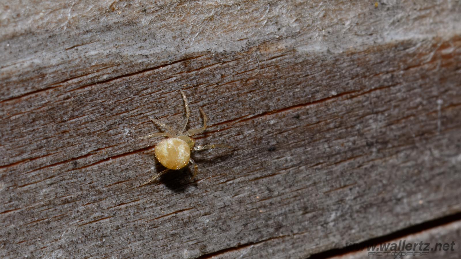 Sputnik spider (Dvärgklotspindel)