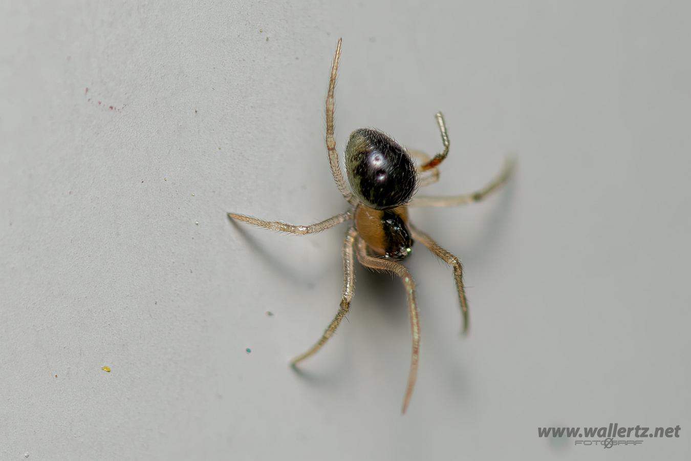 Sputnik spider male (Dvärgklotspindel hane)