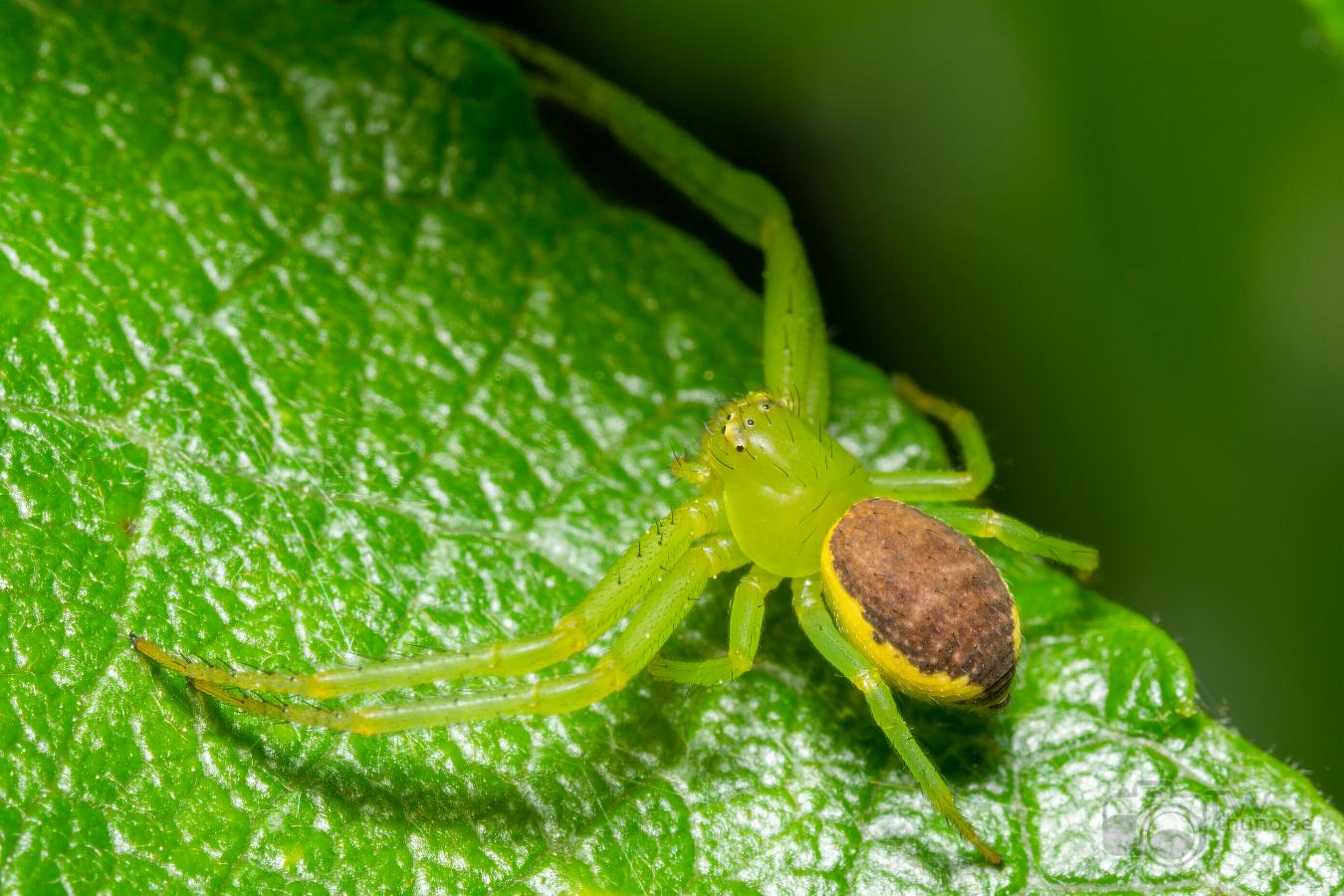 Eurasian Green Crab Spider (Bladkrabbspindel)