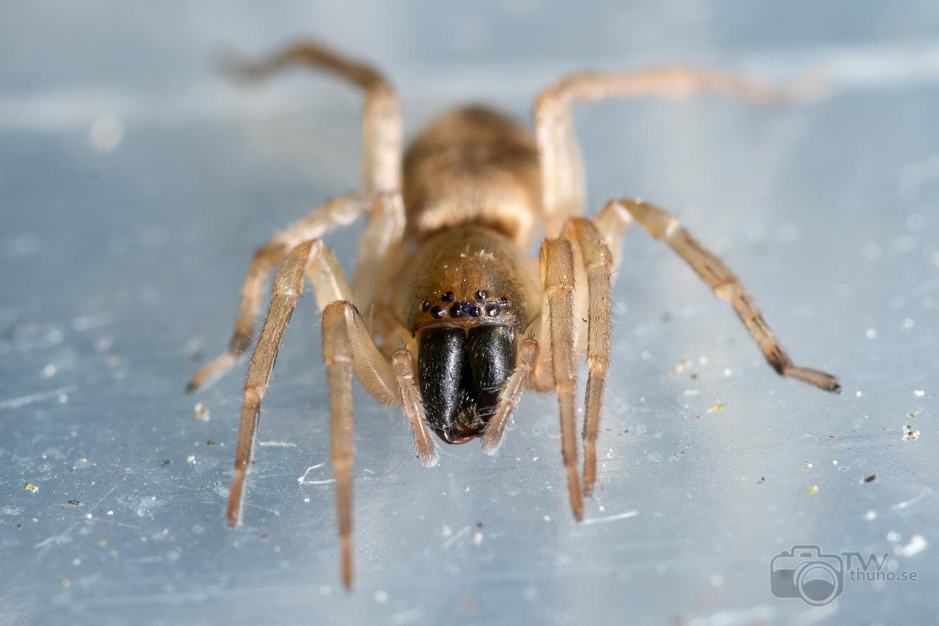 European Sac Spider (Grensäckspindel)