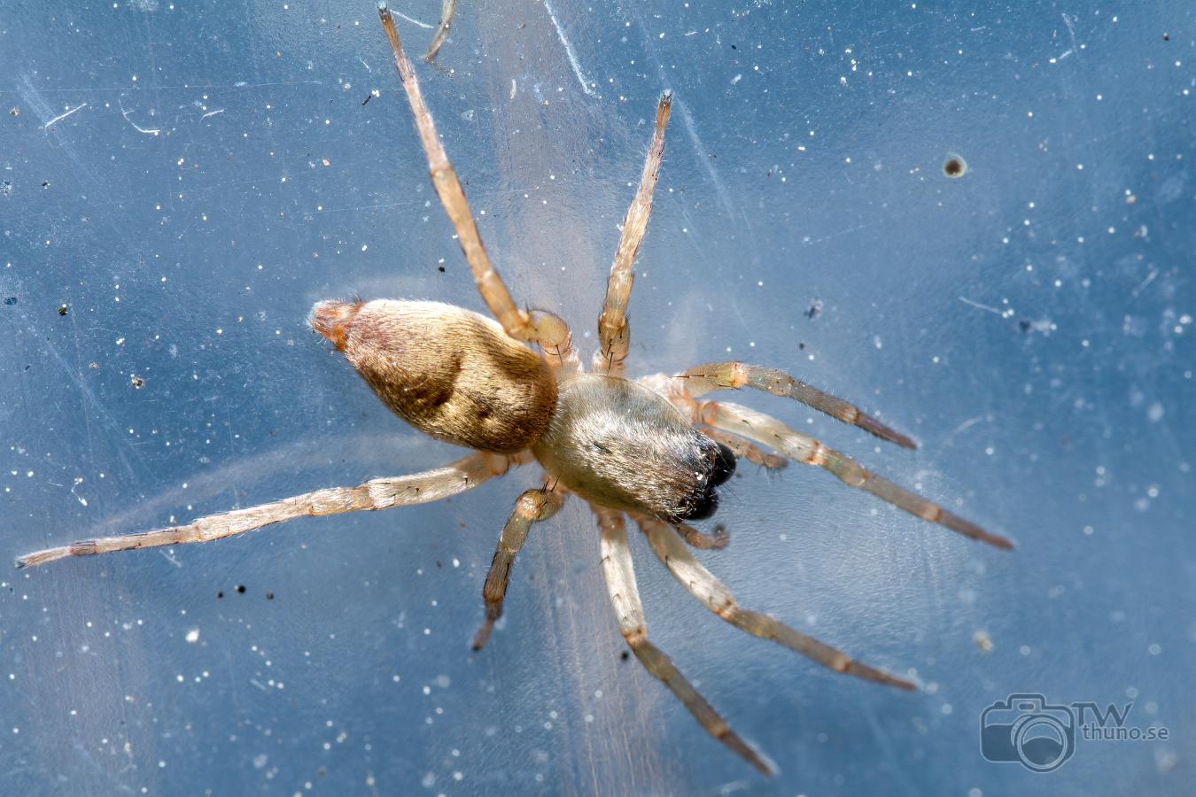 European Sac Spider (Grensäckspindel)