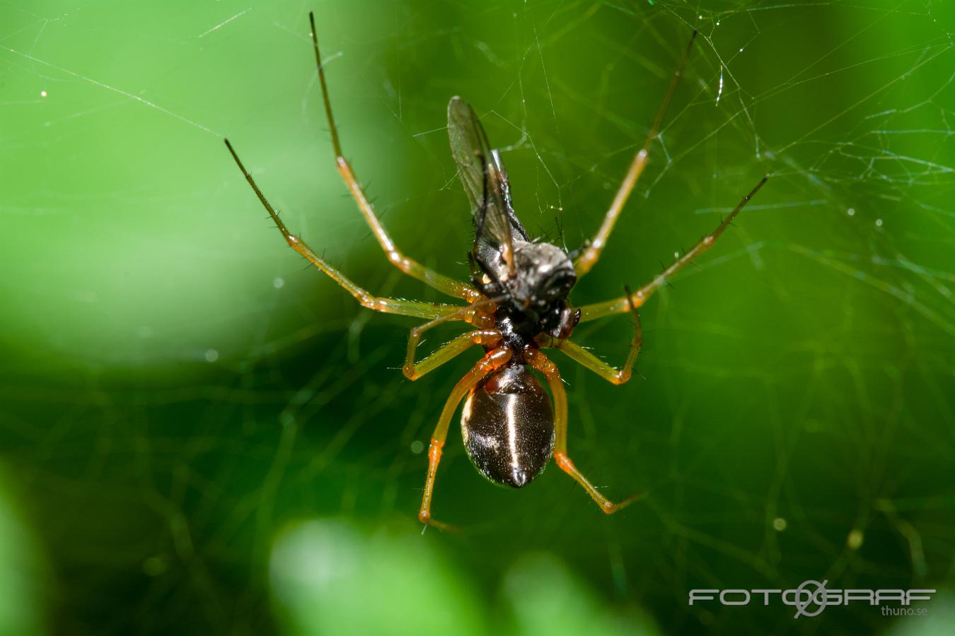 Sheetweb spider (Lundbaldakinspindel)