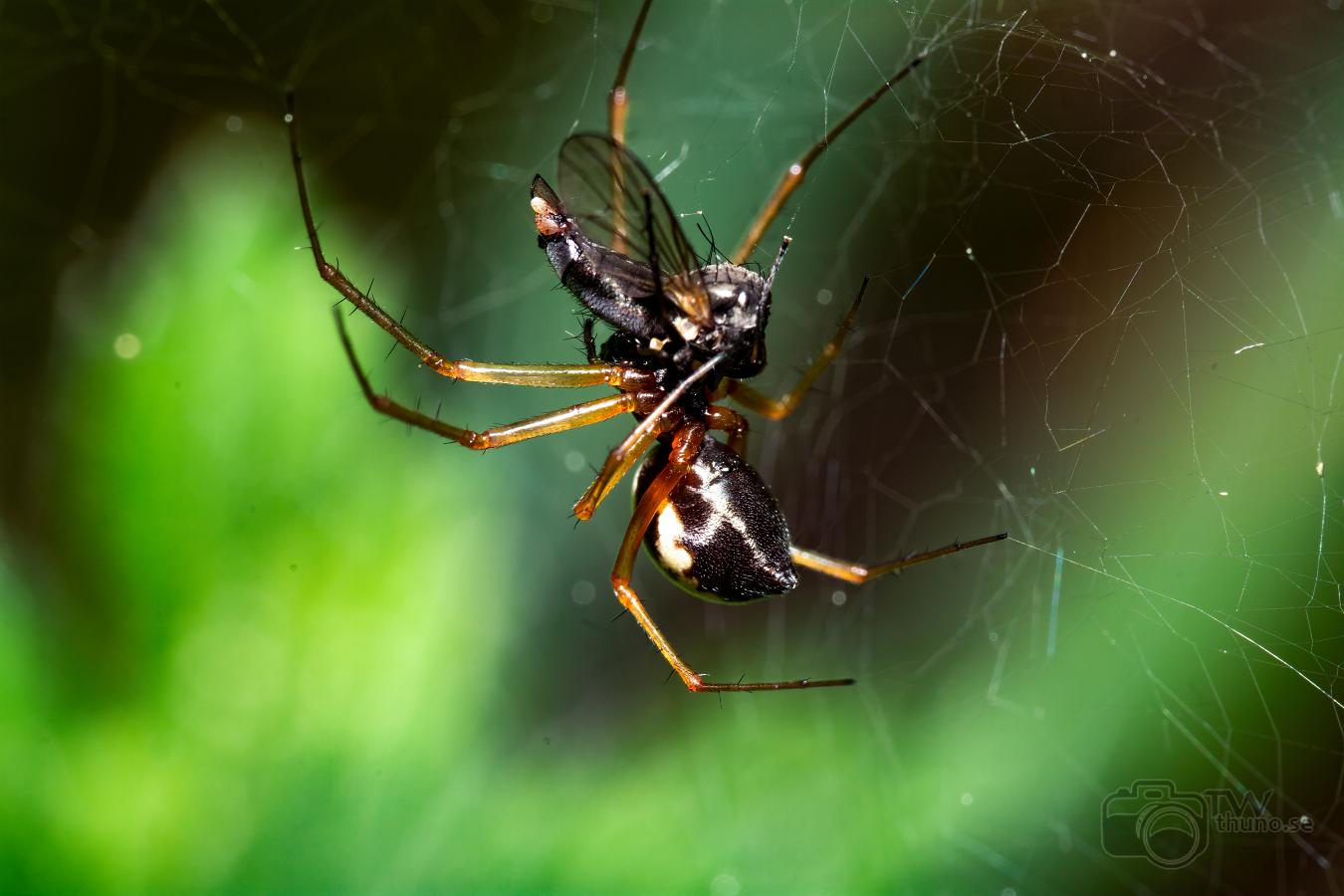 Sheetweb spider (Lundbaldakinspindel)