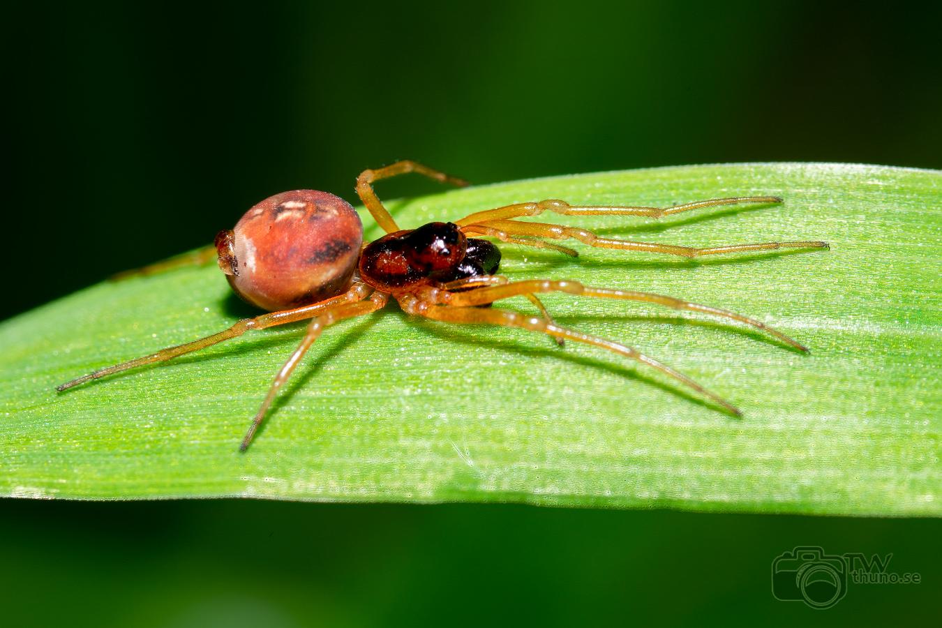 Long-jawed orb-weaver (Randig käkspindel)