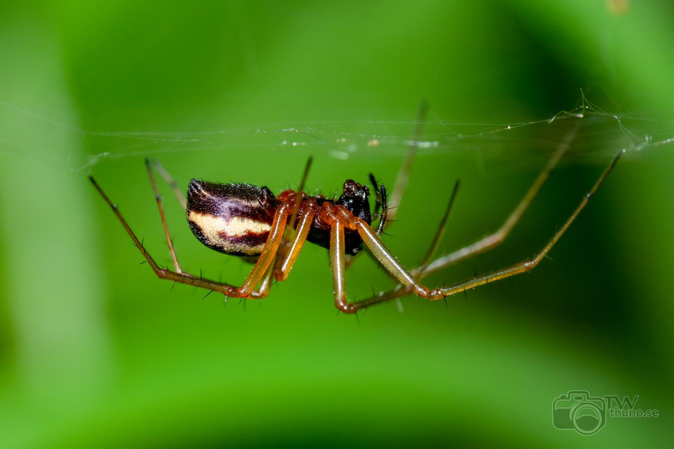 Sheetweb spider (Lundbaldakinspindel)