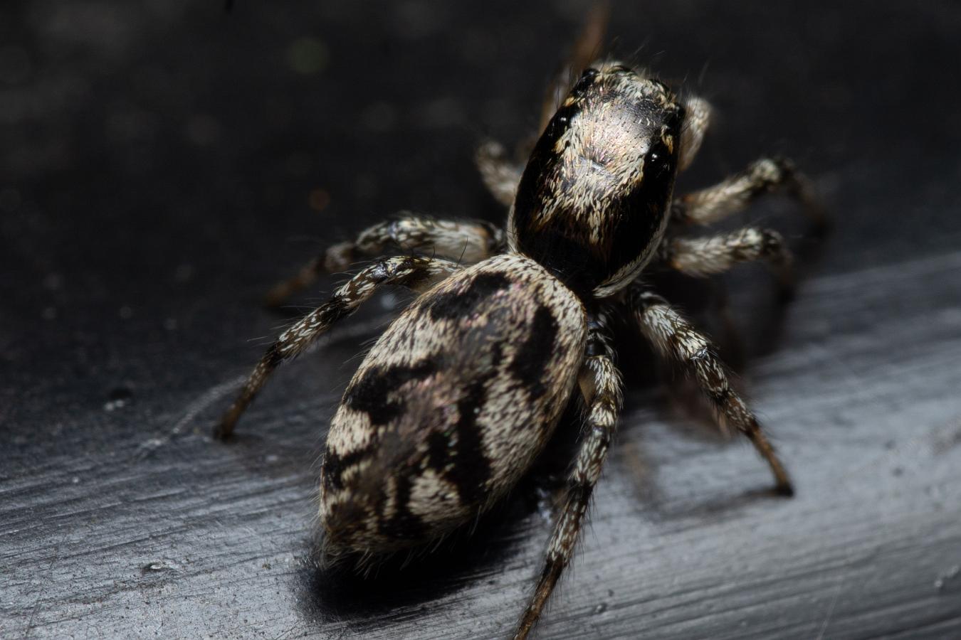 Narrow-banded zebra jumping spider (Stamzebraspindel)