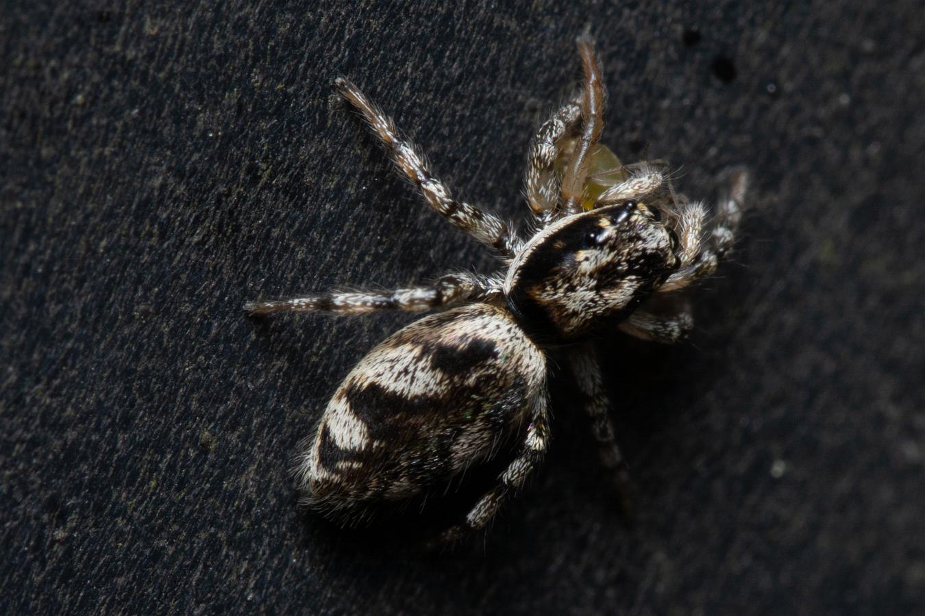 Narrow-banded zebra jumping spider (Stamzebraspindel)