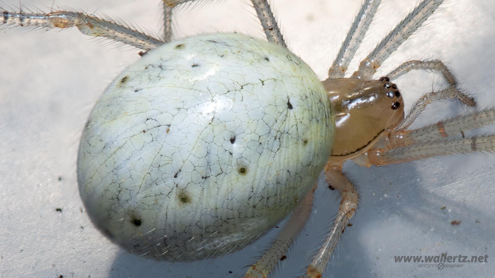 Common Candy-striped Spider (Äggspindel)