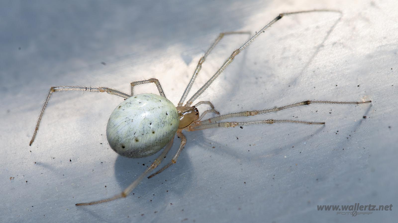 Common Candy-striped Spider (Äggspindel)