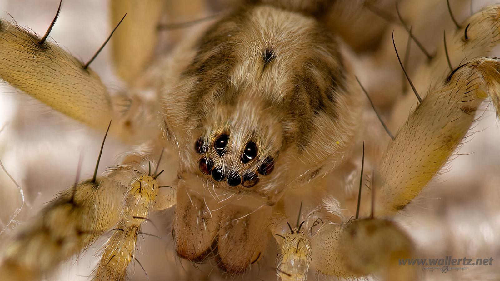 Buzzing spider (Trumspindel)