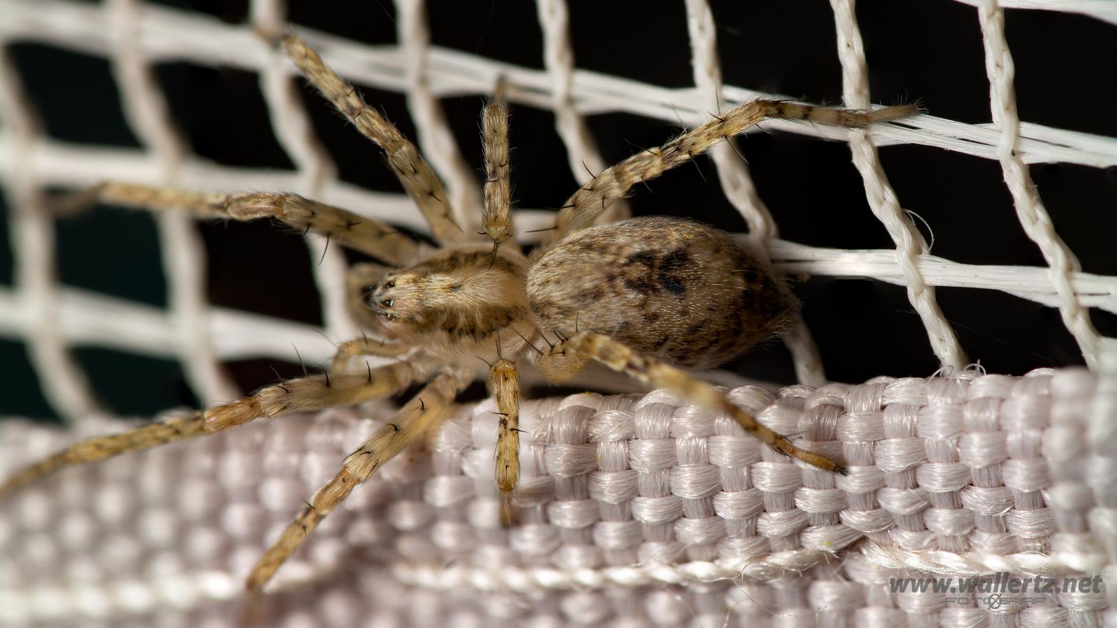 Buzzing spider (Trumspindel)