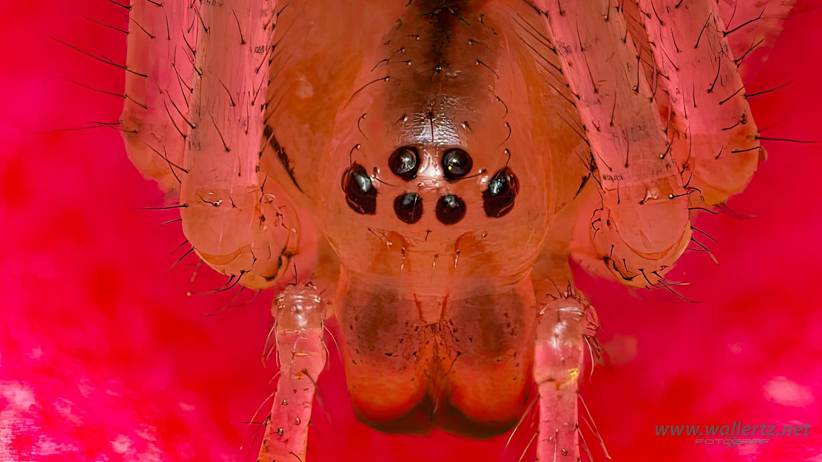 Common Candy-striped Spider (Äggspindel)