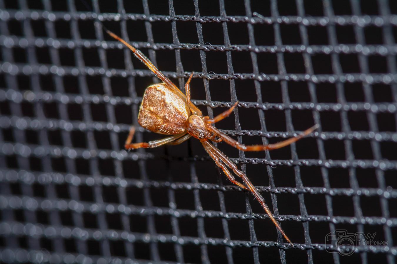 Square-ended cobweb spider (Skogsbalalajkaspindel)