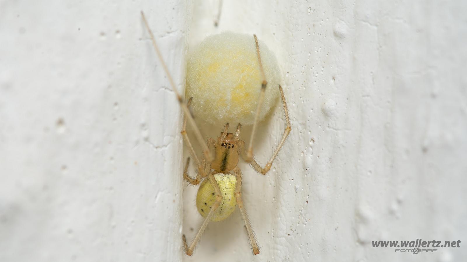 Common Candy-striped Spider (Äggspindel)