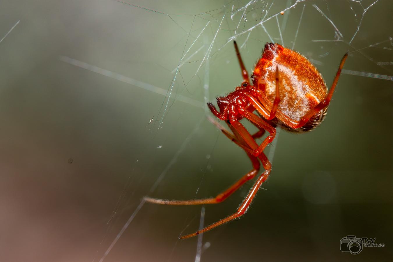 comb-footed spider (Fröspindel)