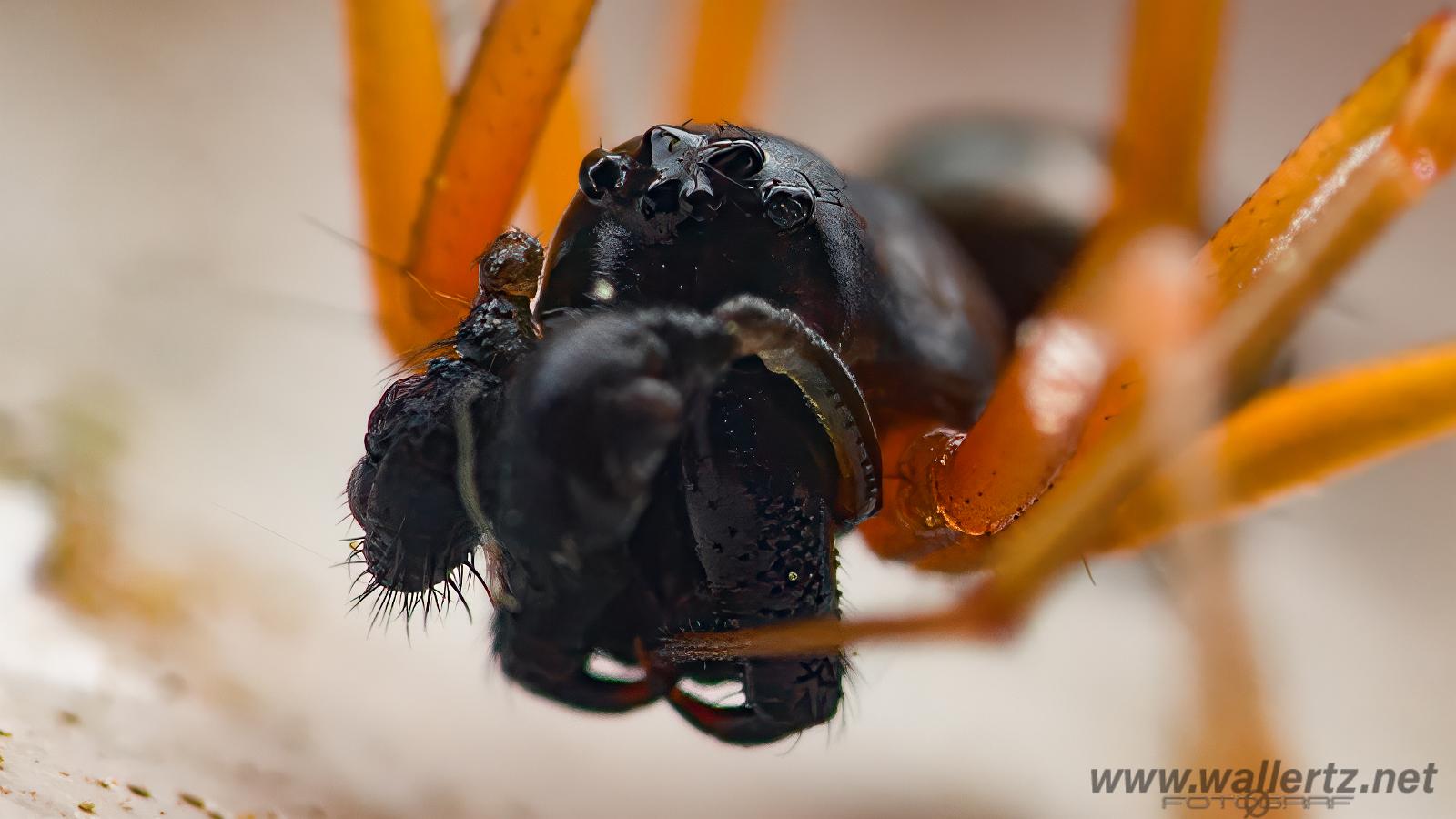 Sheetweb spider (Lundbaldakinspindel)