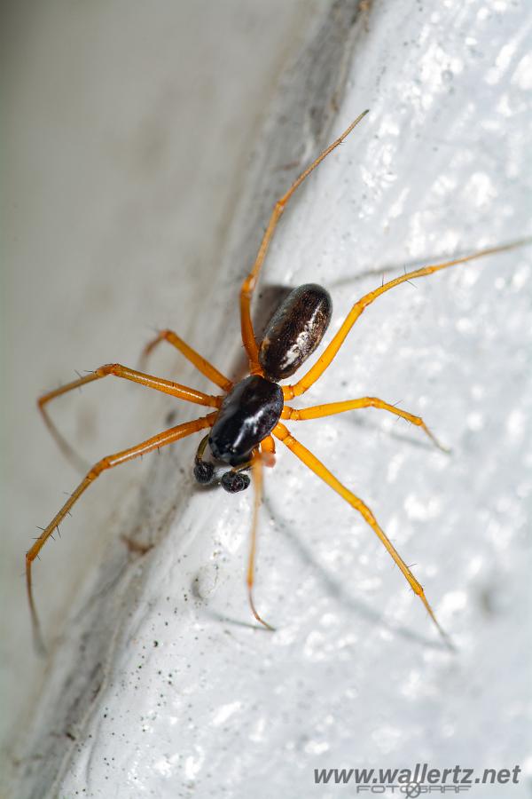 Sheetweb spider (Lundbaldakinspindel)