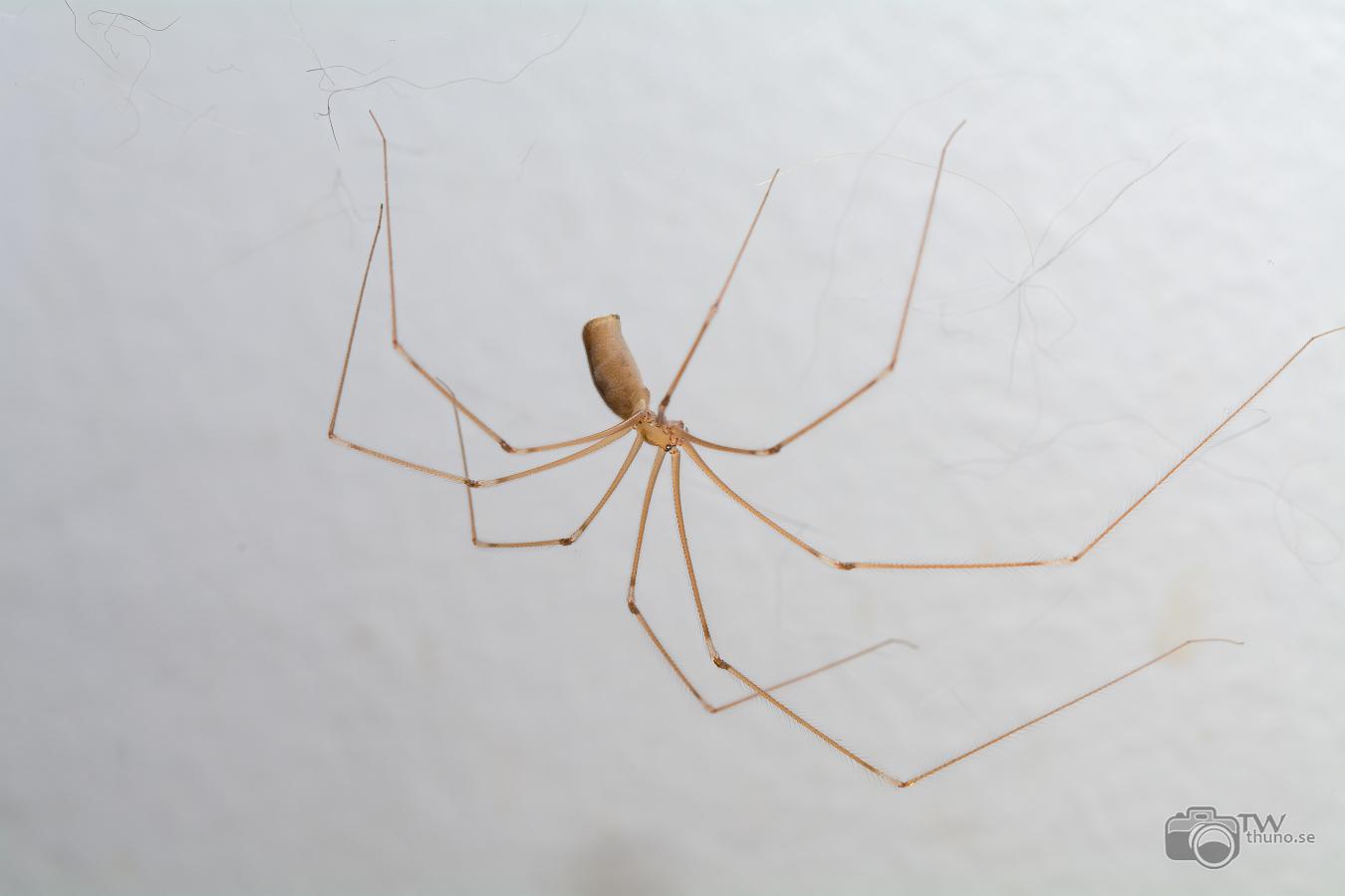 Long-bodied cellar spider (Större dallerspindel)