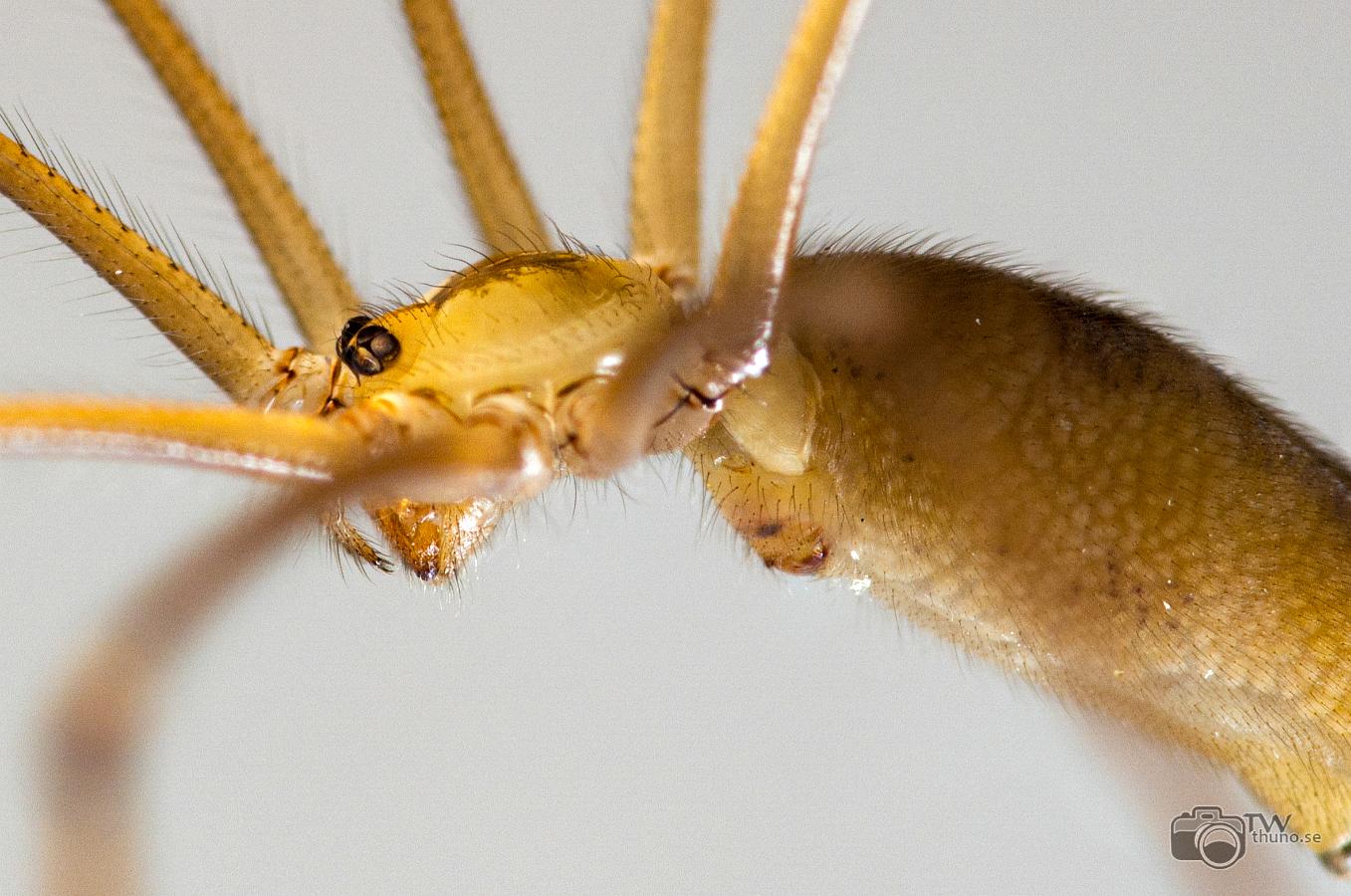 Long-bodied cellar spider (Större dallerspindel)