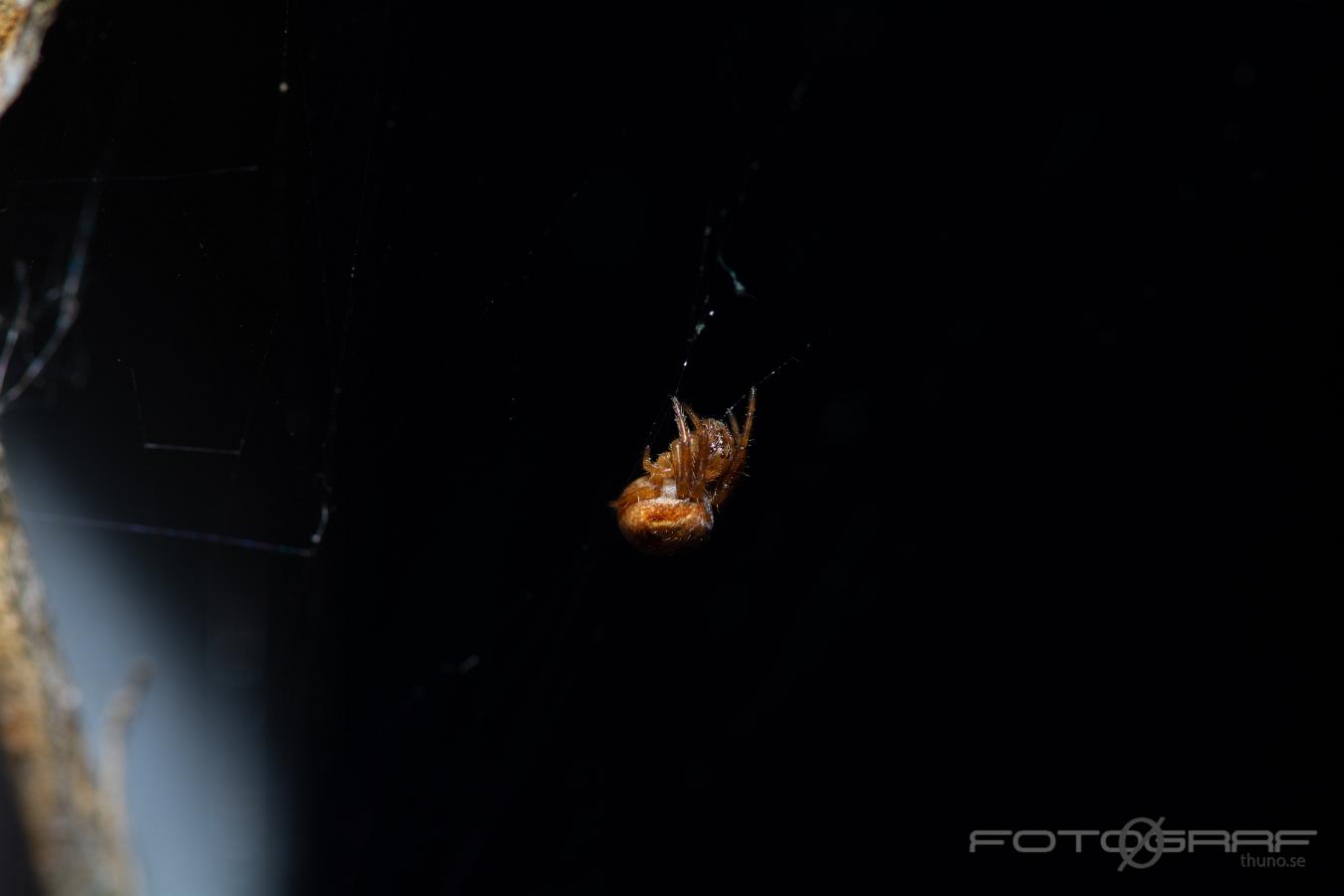 Garden spider (Ruterspindel)