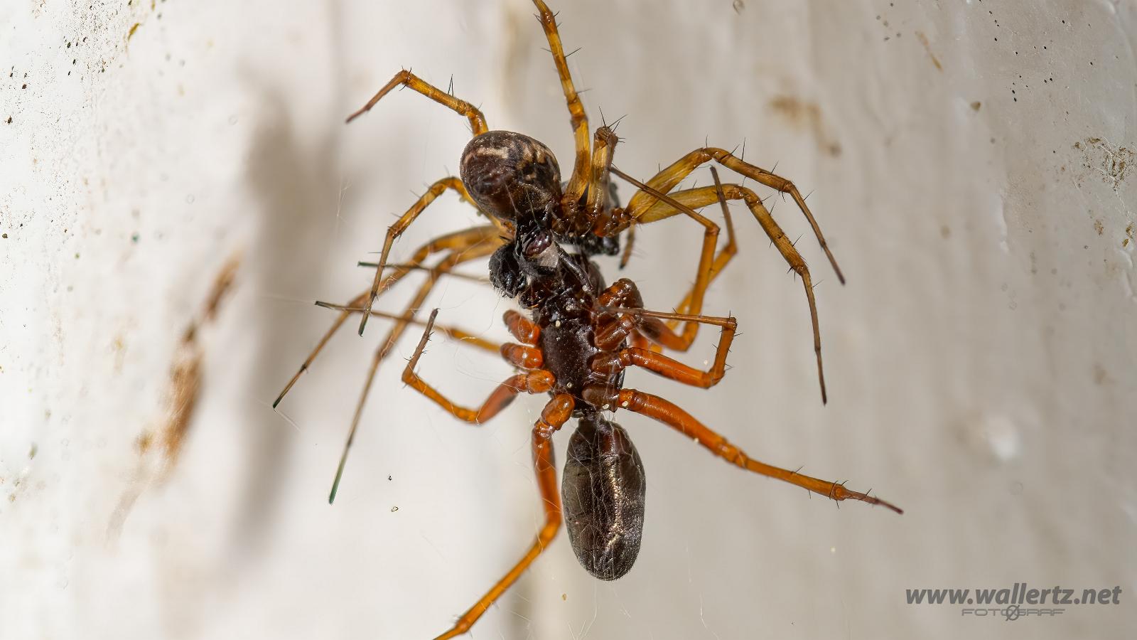 Latticed Sheet-web Weaver (Tuvbaldakinspindel) mating