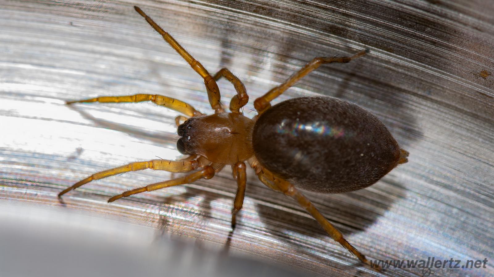 Sac spider (Säckspindel)