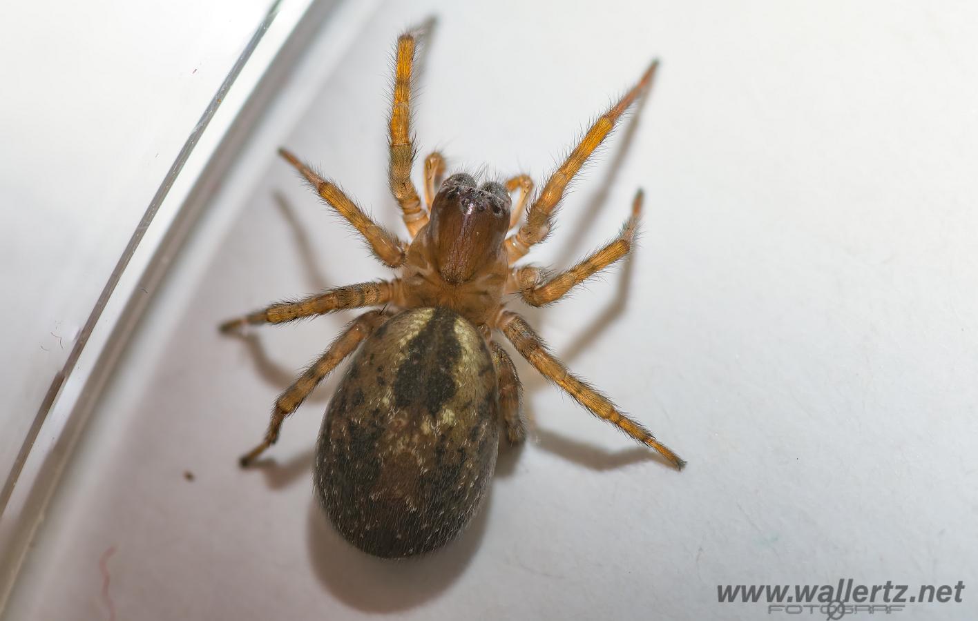 Window spider (Fönsterspindel)