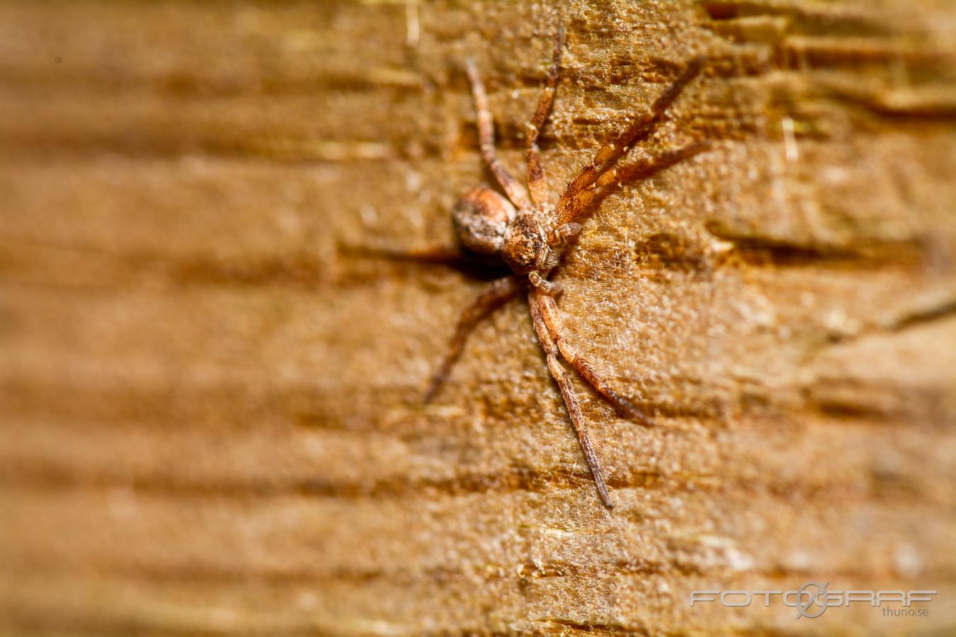 Running crab spider (Gransnabblöpare)