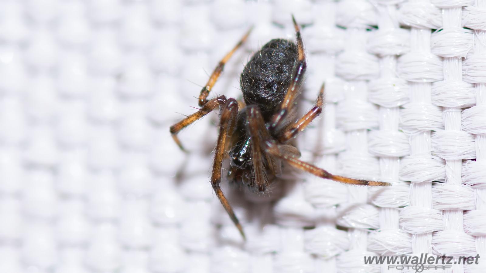 Comb-footed spider (Marmorhjälmspindel) ?