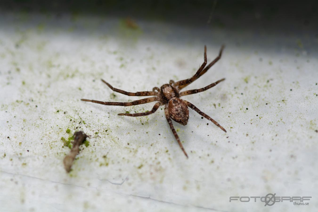 Philodromid crab spider (Snabblöparspindel)