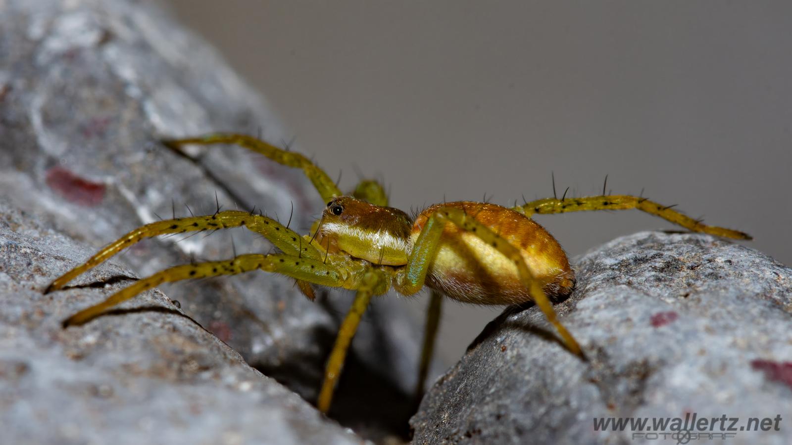 Raft spider (Kärrspindel)