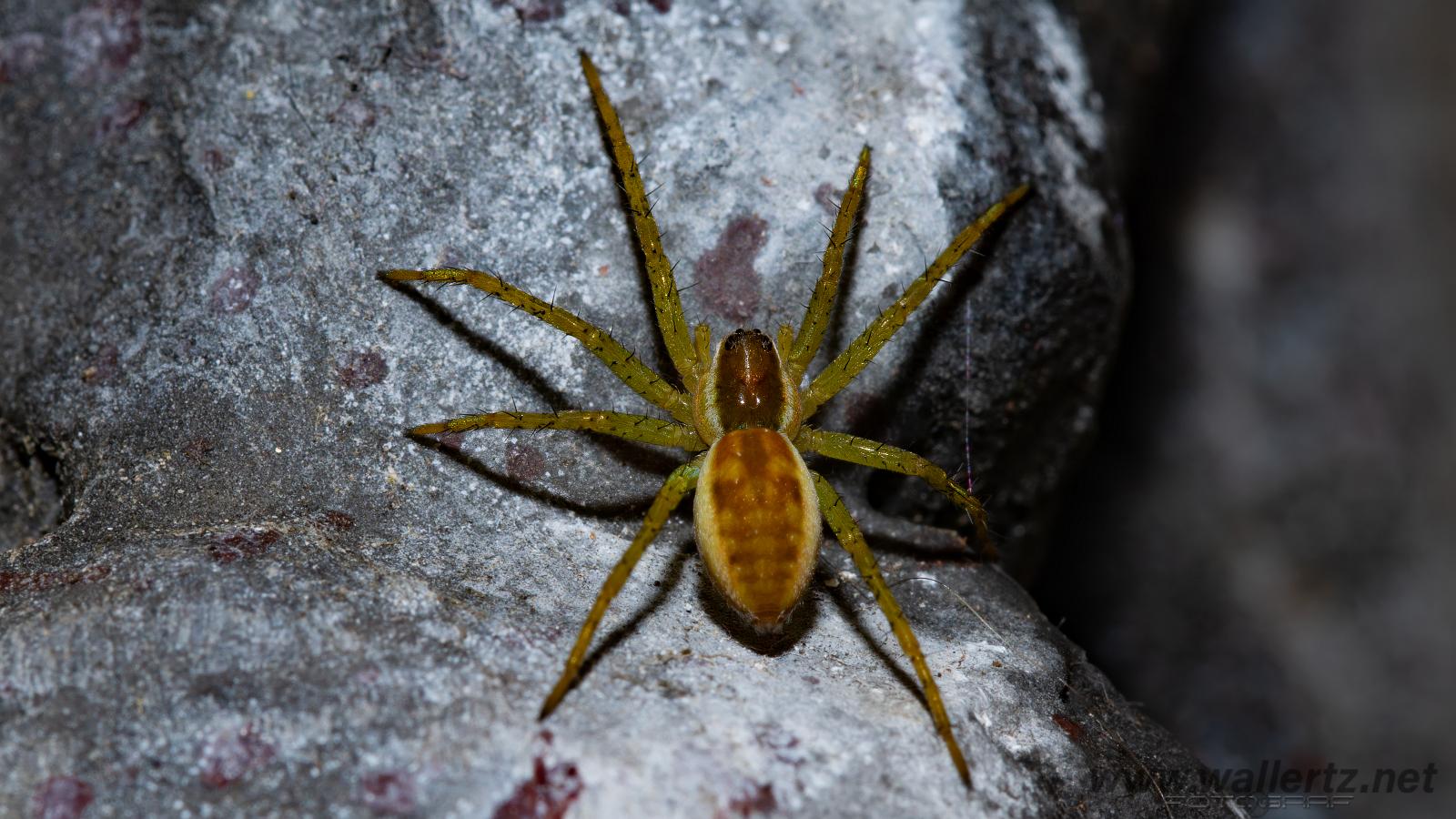 Raft spider (Kärrspindel)