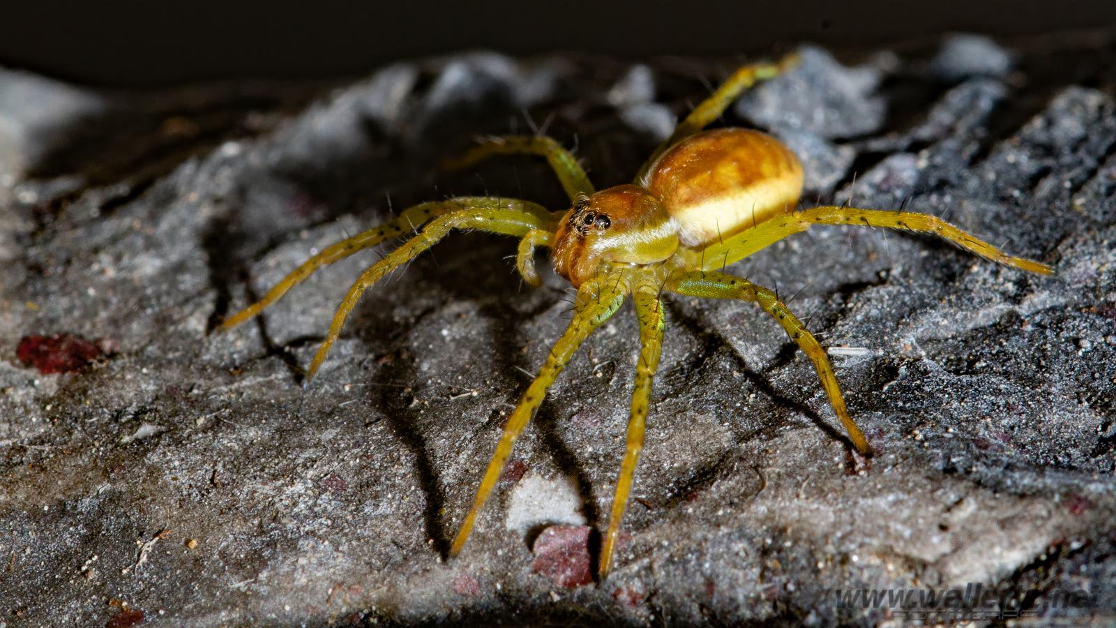 Raft spider (Kärrspindel)