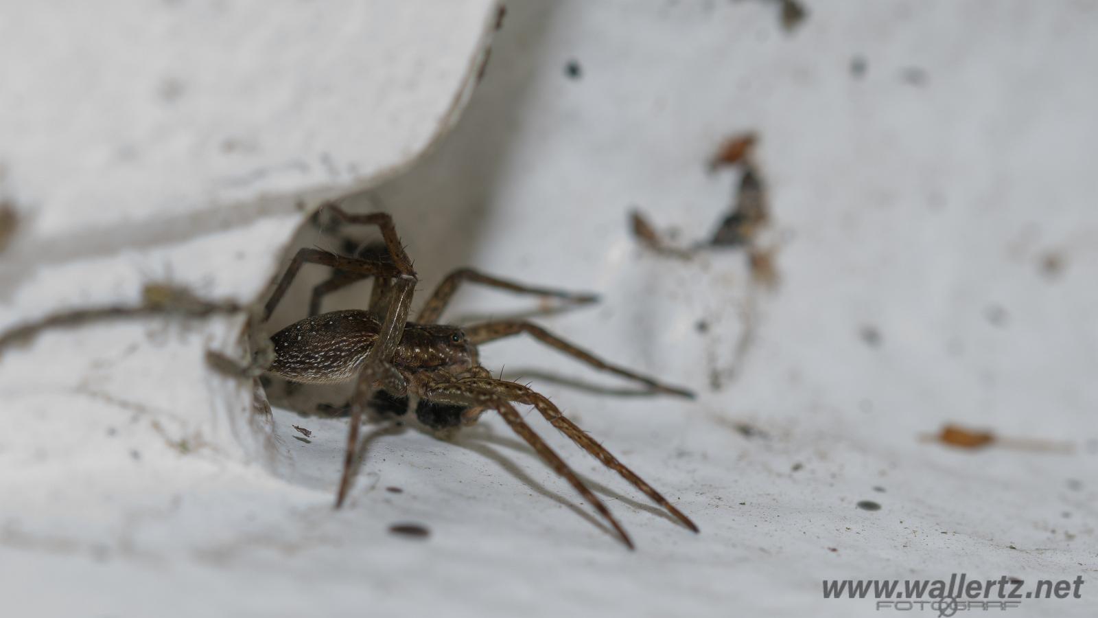 Fen Raft Spider (Skräddarspindel)