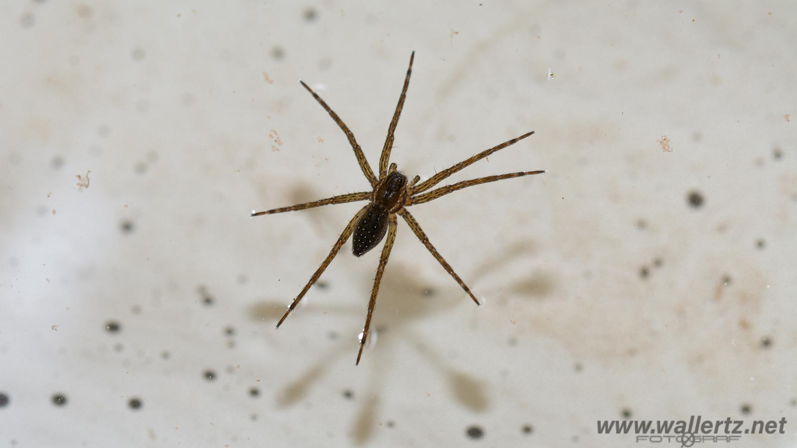 Fen Raft Spider (Skräddarspindel)