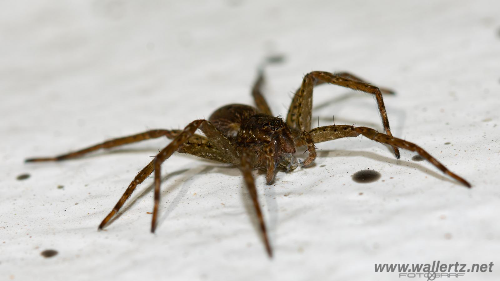 Fen Raft Spider (Skräddarspindel)