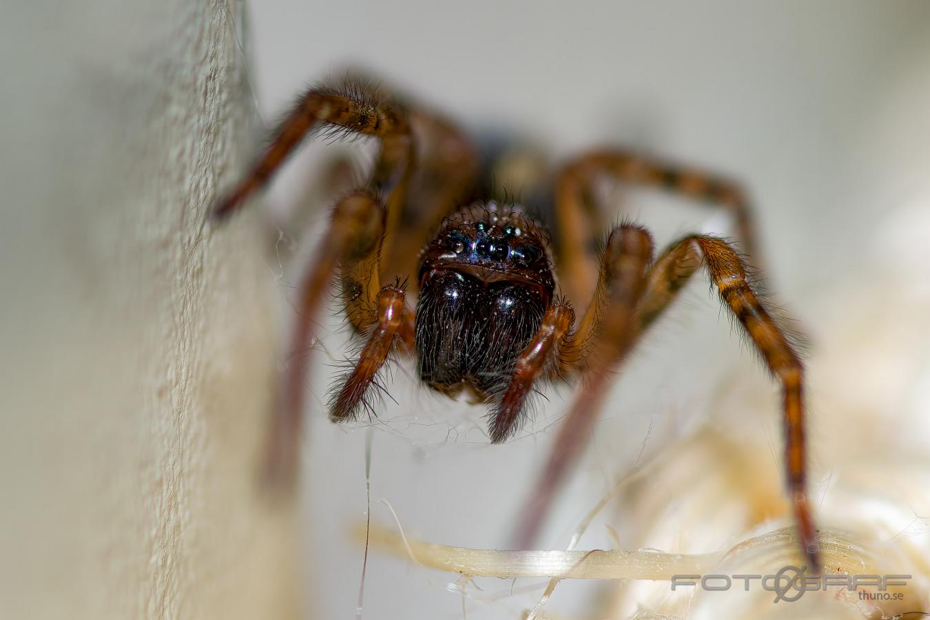 Window spider (Fönsterspindel)