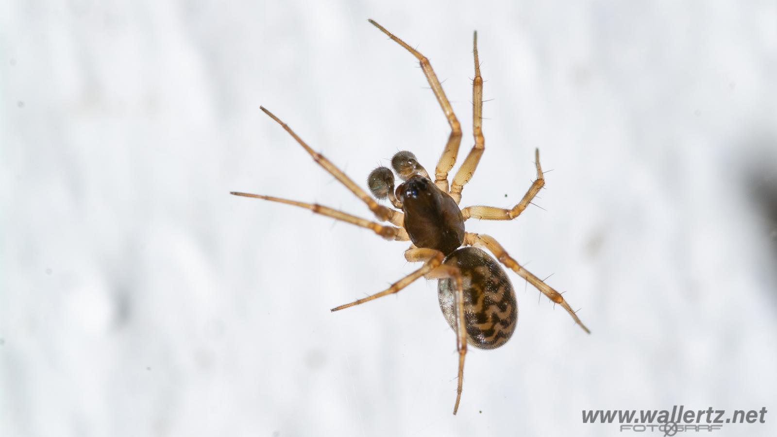 Latticed Sheet-web Weaver (Tuvbaldakinspindel, subadult hane)