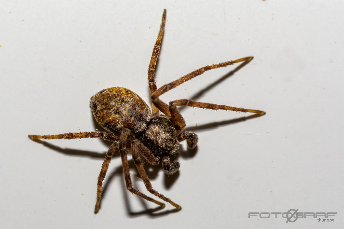 Running Crab Spider