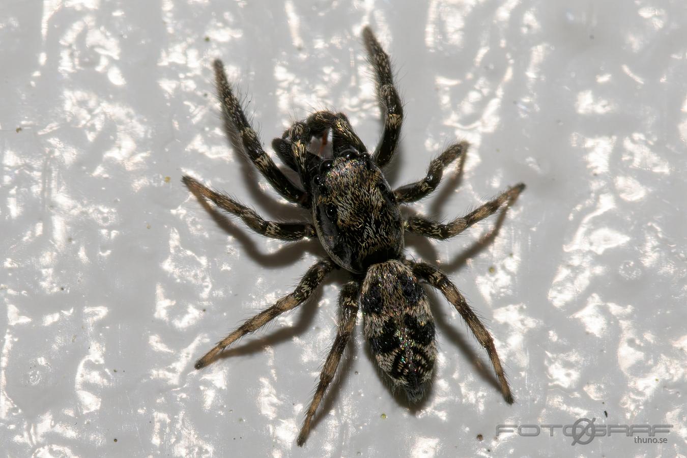 Narrow-banded zebra jumping spider (Stamzebraspindel)