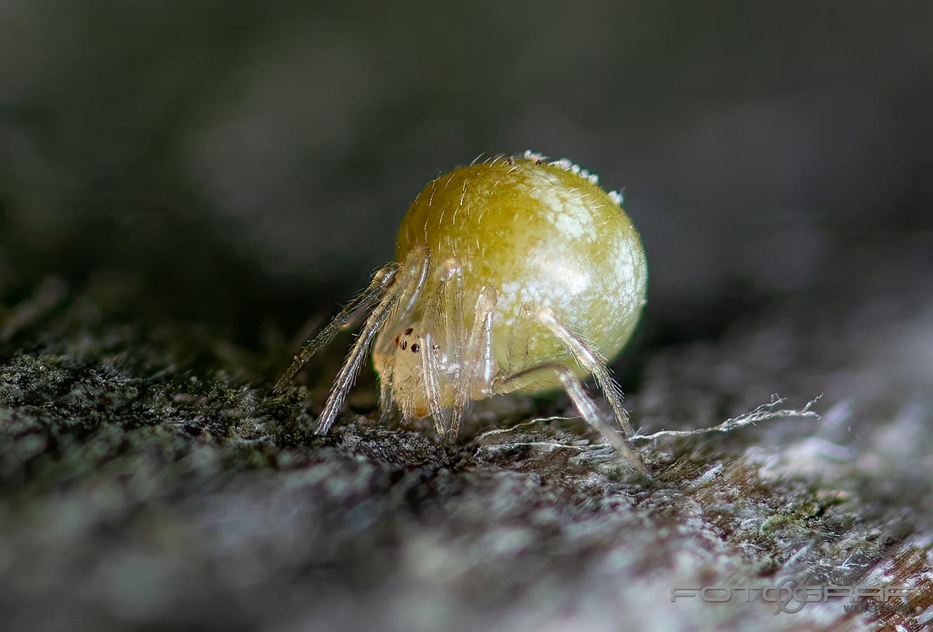 Sputnik spider (Dvärgklotspindel)