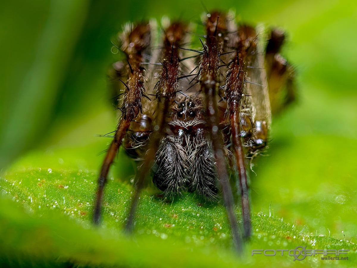 Furrow orb spider (Vasshjulspindel)