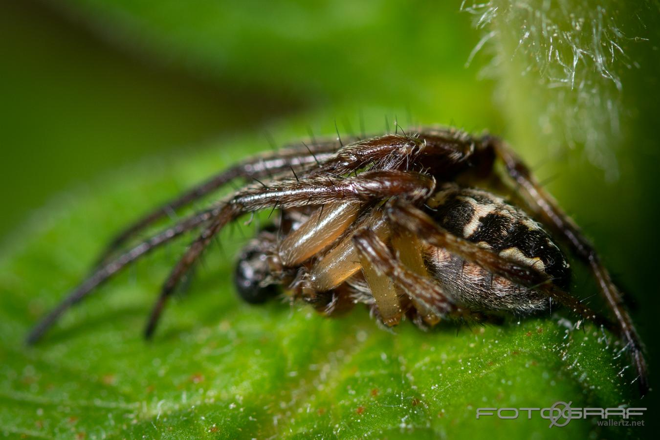 Furrow orb spider (Vasshjulspindel)