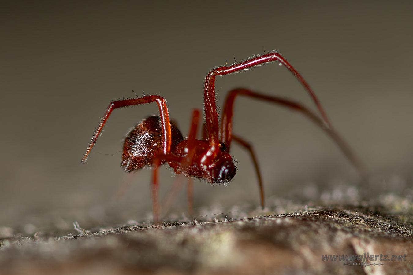 Comb-footed spider (Fröspindel)