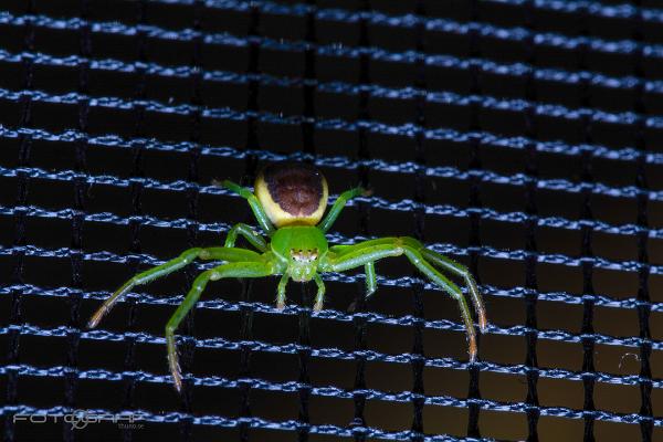 Eurasian Green Crab Spider (Bladkrabbspindel)